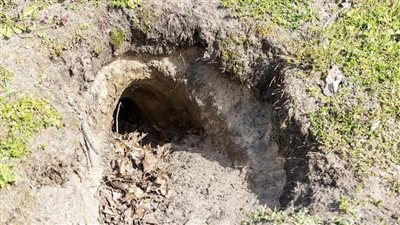  بالصدفة، زوجان يكتشفان نفقا سريا من الحرب العالمية تحت البيت 