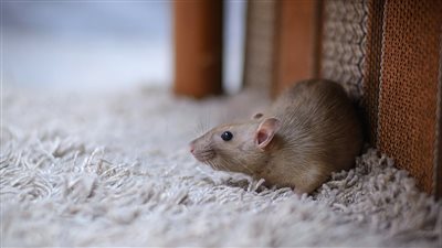 جرذ يعطل رحلة للطيران السريلانكي لمدة 3 أيام