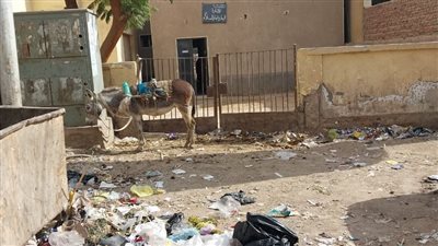  باب الإدارة البيطرية بمدينة دار السلام بسوهاج مربط حمار (صور)