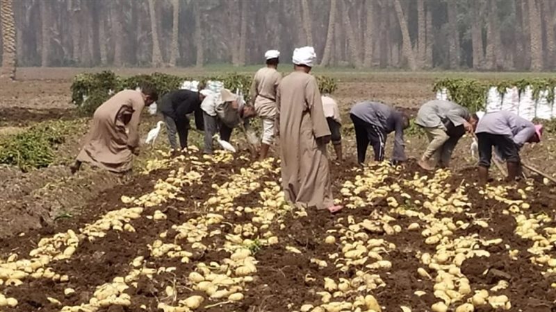 الزراعة تكشف خطة