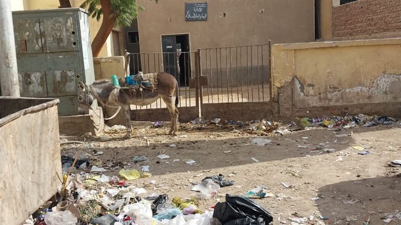 حمارا مربوط في باب
