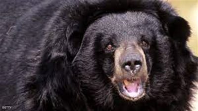  دب مفترس ينقض على فتاة في سيرك بروسيا | فيديو