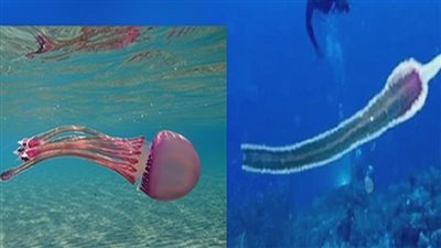 تفاصيل العثور على كائن غريب في المياه المفتوحة بالغردقة