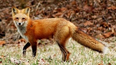  تفسير حلم الثعلب في المنام وعلاقته بالتخلص من المشكلات والعراقيل 