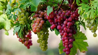 تفسير حلم العنب في المنام وعلاقته بالشفاء من الأمراض والتخلص من الهموم