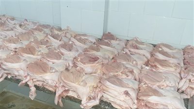 ضبط أكثر من نصف طن دواجن مجهولة المصدر بمطاعم الإسكندرية