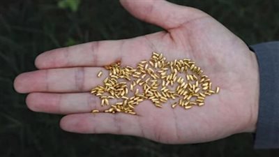 جه يكحلها عماها.. صيني يكافح الإسراف بإلقاء قطع ذهب في سماء شنغهاي | فيديو