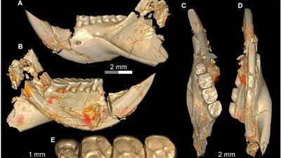 مركز حفريات المنصورة: اكتشاف قوارض قزمة عاشت في مصر قبل 34 مليون عام