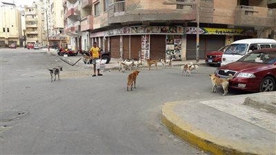 لحظة هجوم كلب مسعور على الأطفال بالإسكندرية | فيديو