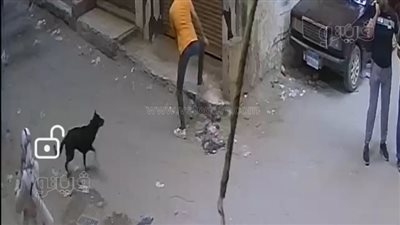  القضاء على كلب مسعور عقر ٣٧ شخصًا في العجمي بالإسكندرية | صور 