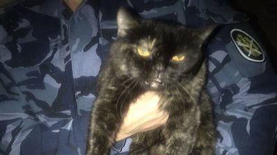 القبض على قط حاول نقل المخدرات إلى سجن  داخل روسيا