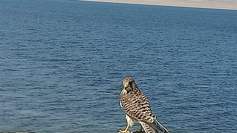 صقر،فيتو