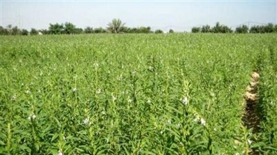 لأول مرة منذ ربع قرن.. السودان يحصد محاصيل 340 ألف فدان في الفشقة بعد تحريرها من إثيوبيا