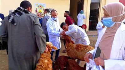 مناظرة ١٠٢٣ رأس ماشية و١٣٤٤طائر بقافلة بيطرية في الشرقية 