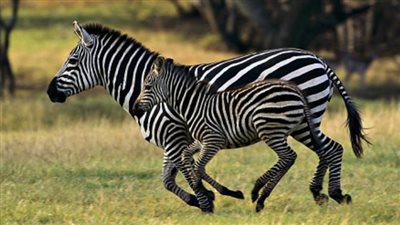 رغم مرور شهرين.. السلطات الأمريكية تفشل في ملاحقة حمارين