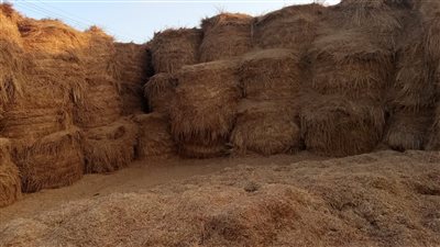 الأوراق المطلوبة للراغبين في التعاقد على توريد قش الأرز