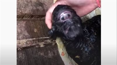 ولادة ماعز بعين واحدة في بريطانيا تثير الدهشة| فيديو 