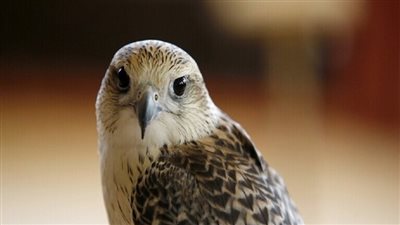 الصقور تشهد ارتفاعا حادا ب في الأسعار بدول الخليج