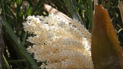 منشط للرجال والحباية بـ20 جنيه، 27 فائدة لبلح طلع النخيل