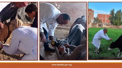 بيطرى الشرقية: تحصين 188 ألف ماشية ضد مرضي الجلد العقدي والجدري