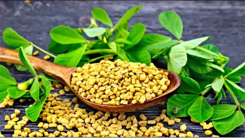 فوائد الحلبة، فيتو