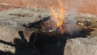 بيطري أسيوط يعدم جاموسة مصابة بالسموم قبل ذبحها بمجزر الغنايم