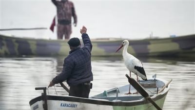  طائر لقلق يتردد على صياد تركي سنويا منذ 13 عاما 