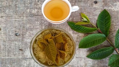 فوائد ورق الجوافة، كوب واحد منه يقضي على نزلات البرد والسعال