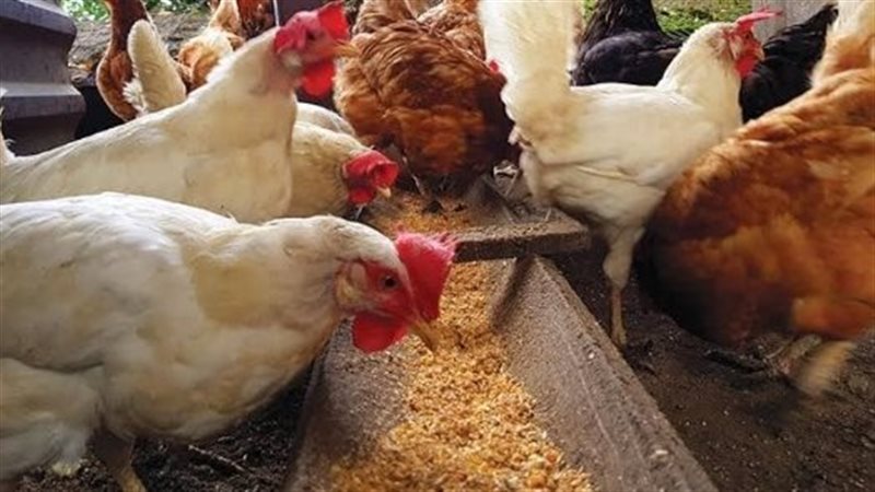 اسعار الدواجن بالفيوم،
