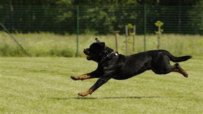 تفسير حلم مطاردة الكلاب في المنام وعلاقته بالتُعرَّض للأذى من الجِن والشياطين 