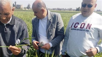 حملات زراعية لمتابعة المحاصيل وتقدير درجة الإصابة بالآفات في البحيرة 