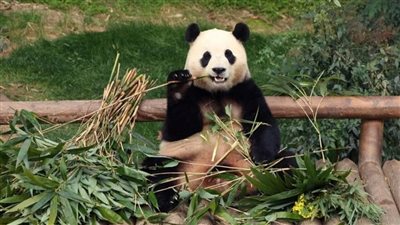  الصين تهدي أستراليا زوجا من حيوان الباندا لهذا السبب
