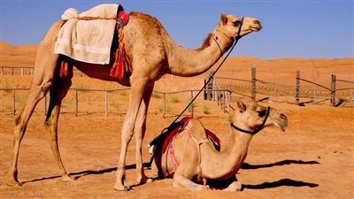 تفسير حلم الجمل في المنام وعلاقته بالحصول على ميراث كبير قريبا 