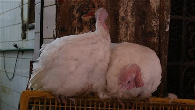 ارتفاع أسعار الدواجن 4 جنيهات قبل ساعات من حلول رمضان