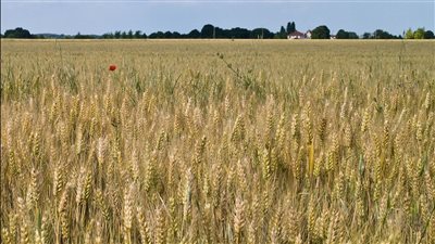  التموين تحدد الجهات المسئولة عن تسويق القمح في الموسم المحلي الجديد 