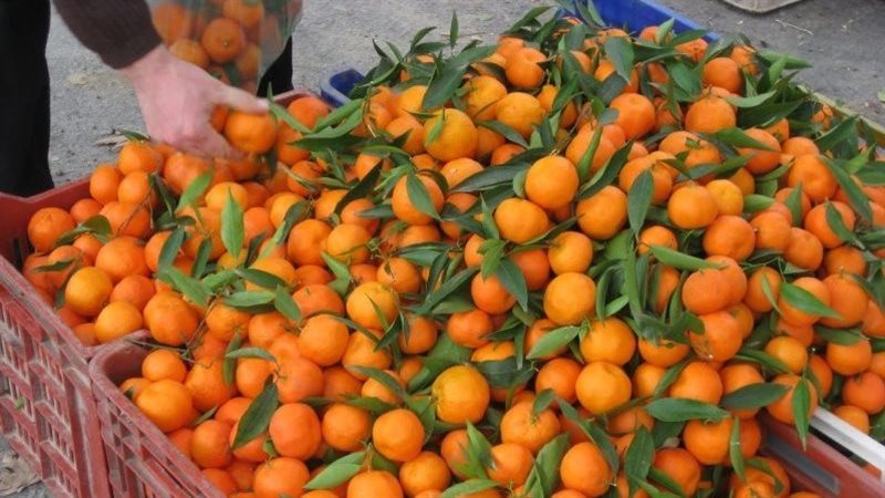  أسعار الفاكهة في