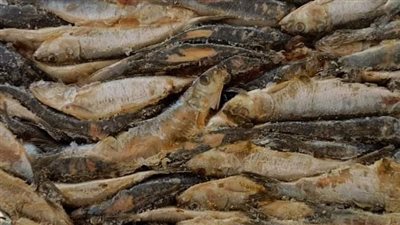 ضبط 32 طن سمك مجمد فاسد في حملات مكبرة بالبحيرة