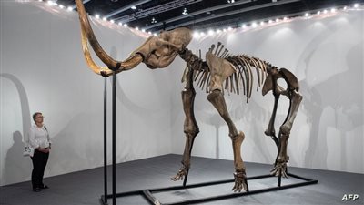 إحياء الموتى، خطط العلماء لإعادة حيوانات منقرضة منذ آلاف السنين إلى الحياة (فيديو)