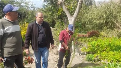 زراعة 10 آلاف شجرة بمركزين في البحيرة 