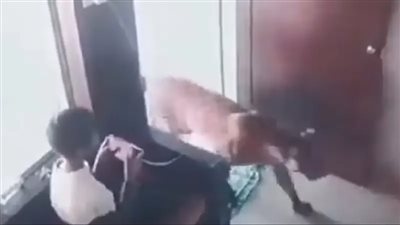 منتهى الشجاعة والهدوء، صبي ينجو من هجوم نمر مفترس (فيديو)