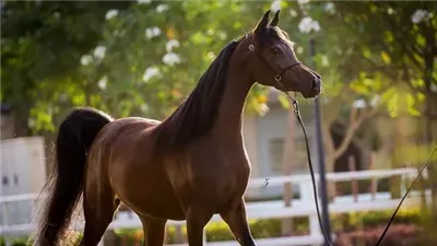 تفسير حلم الحصان البني في المنام وعلاقته بالتغلب على الصعوبات 
