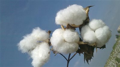 الزراعة تكشف عن الخريطة الصنفية الجديدة لزراعة القطن في الموسم الجديد