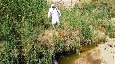 صحة أسوان: حملات لرش المبيدات للحد من ظاهرة الحشرات الطائرة بالقرى (صور)