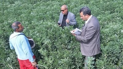 محافظ كفر الشيخ: جهود مكثفة لحماية الزراعات الشتوية من الأمراض 