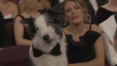 الكلب ميسي يلفت الأنظار في الأوسكار (فيديو)