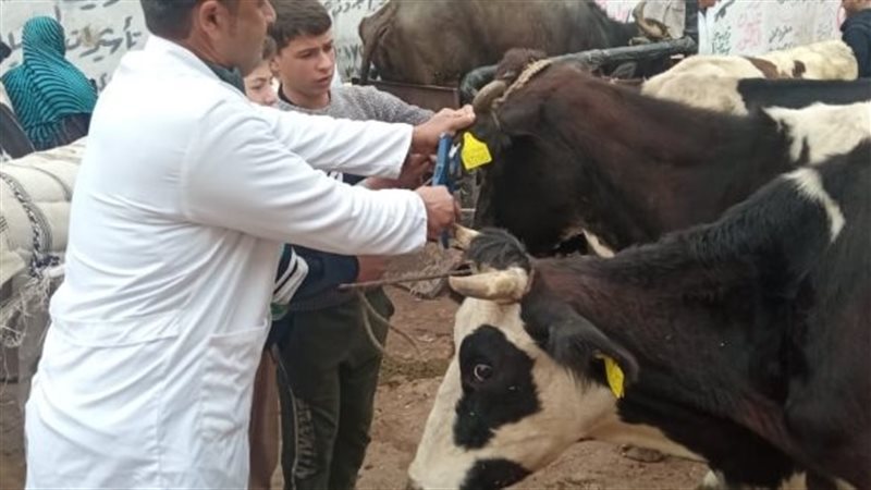 رأس ماشية، فيتو
