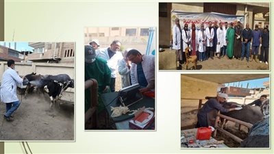 بيطرى الشرقية تنظم قافلة مجانية بالإبراهيمية