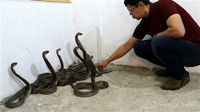 خبير زواحف يوثق لحظة اصطياده 6 أفاعي كوبرا من ترعة الإسكندرية (فيديو)