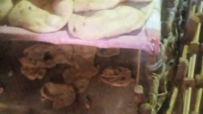 تحرير 81 محضر مخالفات لمخابز بالقليوبية 