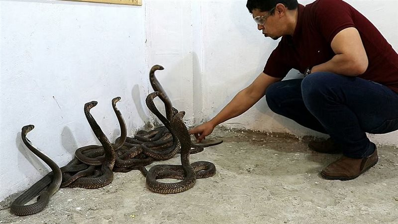 اصطياده 6 أفاعي كوبرا